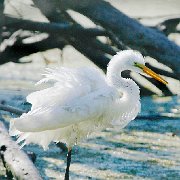 MG 8064 - Version 3 - Version 2 : Bird, Egret